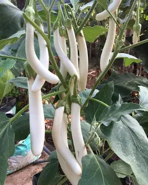 Greenery Nursery® Long Shape White Brinjal/Beigan/Eggplant Seeds (20-40 Pieces) For Home Garden, Pack Of 1 Buy @ ₹349