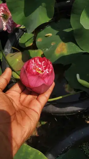 Greenery Nursery® Lotus Tubers Easy To Grow Flower Plant For Your Sweet Home Garden, Pack Of 1 Buy @ ₹499