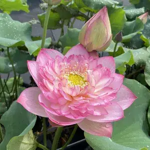 Greenery Nursery® Lotus Tubers (Pink) Flowering Plant For Home Your Garden, Pack Of 1 Buy @ ₹499