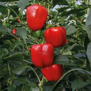 Greenery Nursery® Organic Red Capsicum Seeds (20-40 Pieces) For Home Gardening, Pack Of 1 Buy @ ₹349