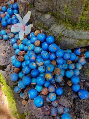 Greenery Nursery® Original Rudraksha Plant & Tree (1.5-3.5 Ft Height) Well Watered Hybrid Rudraksha Plant, Pack Of 1 Buy @ ₹499