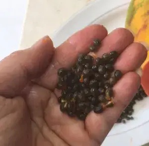 Greenery Nursery® Papaya Plant Seeds (0-30 Pices) For Home Garden, Pack Of 1 Buy @ ₹399