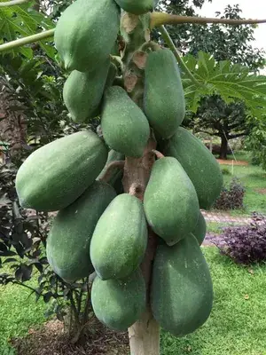 Greenery Nursery® Papaya Plant Seeds (0-30 Pices) For Home Garden, Pack Of 1 Buy @ ₹399
