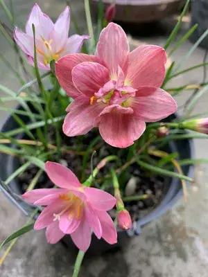 Greenery Nursery® Rain Lily Mix Flower Bulbs (Pack Of 1) For Your Home Garden Buy @ ₹449