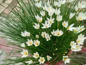 Greenery Nursery® Rain Lily Mix Flower Bulbs (Pack Of 1) For Your Home Garden Buy @ ₹449