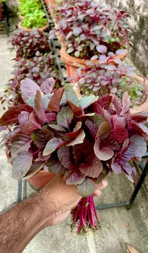 Greenery Nursery® Red Spinach/Lal Shak Seeds (20-40 Pieces) For Home Garden, Pack Of 1 Buy @ ₹349