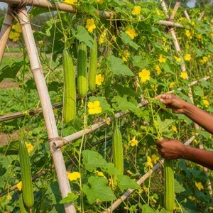 Greenery Nursery® Ridge Gourd /Snake Gourd Seeds (0-30 Pices) For Home Gardening, Pack Of 1 Buy @ ₹399