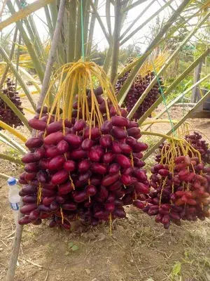 Greenery Nursery® Short Heighted Arabian Hybrid Dates Fruit Plant & Tree (1.5-3.5 Ft Height) Pack Of 1 Buy @ ₹699