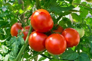 Greenery Nursery® Tomato Seeds (0-30 Pices) For Your Home Garden (Pack Of 1) Buy @ ₹399