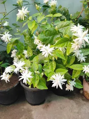 Greenery Nursery® White Jasmine Attractive Flower Plant & Tree (1.5-3.5 Ft Height) For Home Garden, Pack Of 1 Buy @ ₹499