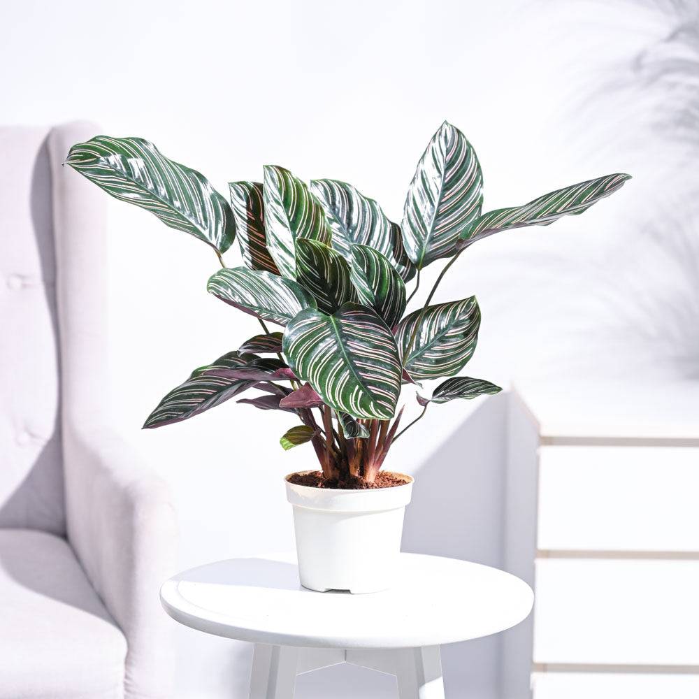 Calathea Sanderiana