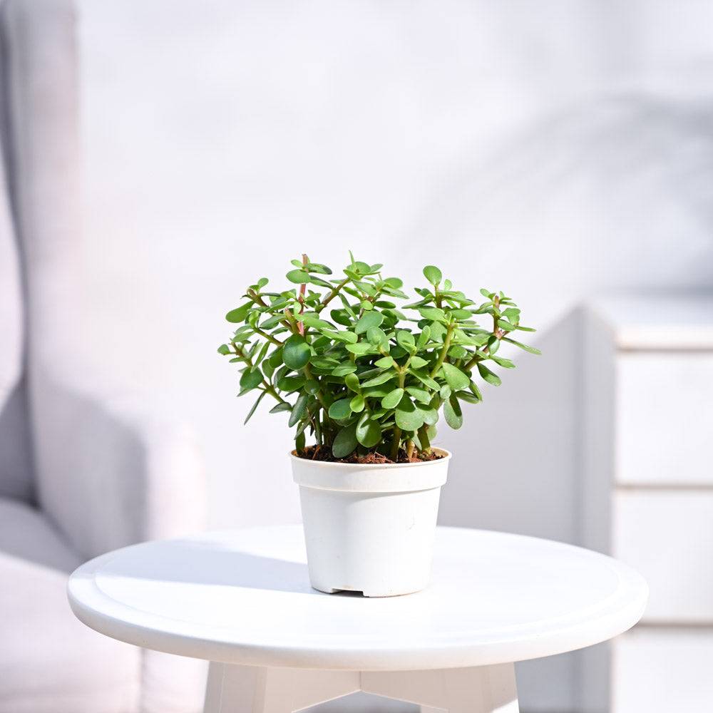 Jade Mini Plant