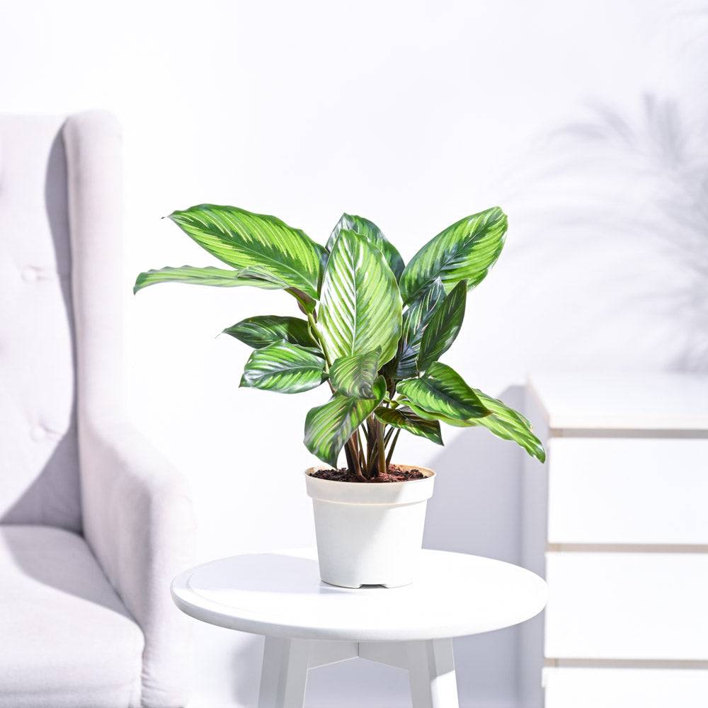 Calathea Pinstripe Plant