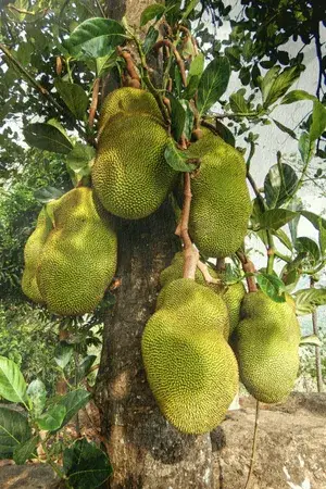 Gumless Jackfruit Live Plant & Tree For Your Home Garden Hybrid Jackfruit Plant (Grafted, Pack Of 1) Buy @ ₹499