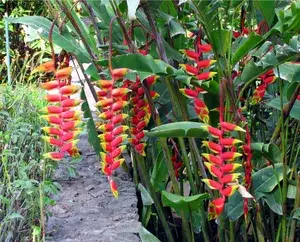 Hanging Lobster Claw/Heliconia Rostrata Live Flowering Plant & Tree (1.5-3.5 Ft Height) For Home Decor/Garden (Hybrid, Pack Of 1) Buy @ ₹449