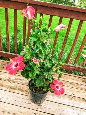 Hibiscus Ready To Flower Live Plant & Tree (1.5-3.5 Ft Height) For Your Home Garden, Pack Of 1 Buy @ ₹449