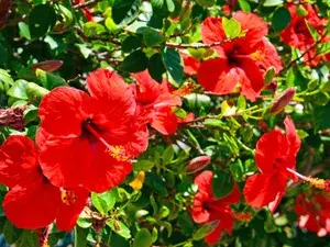 Hibiscus Red (Grafted) Flower Live Plant (Hybrid, Pack Of 1) Buy @ ₹499