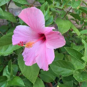 Hibiscus (Pink) Flowering Live  Plant & Tree (1.5-3.5 Ft Hight) For Shrub/Bush/Sweet Home Garden (Hybrid, Pack Of 1) Buy @ ₹499