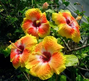 Hidden Valley Multicolor Hibiscus Flowering Plant Buy @ ₹499