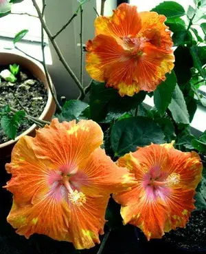 Hidden Valley Orange Hibiscus Flowering Plant For Home Gardening (Hybrid, Pack Of 1) Buy @ ₹499