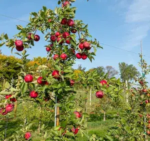 Hot Climate Ready To Fruit Apple Plant & Tree (1.5-3.5 Ft Height) For Your Sweet Home Garden (Hybrid, Pack Of 1) Buy @ ₹599