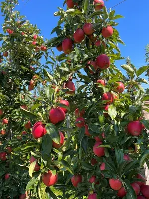 Hot Climate (Grafted) Apple Plant & Tree For Home Garden (1.5-3.5 Ft Height) Well Watered Apple Live Fruit Plant (Hybrid, Pack Of 1) Buy @ ₹499