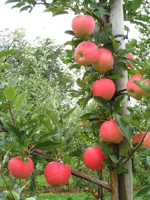 Hrmn99 Delicious Apple Fruit Plant From Greenery Nursery® Well Watered Crispy Apple Plant (Hybrid, Pack Of 1) Buy @ ₹599