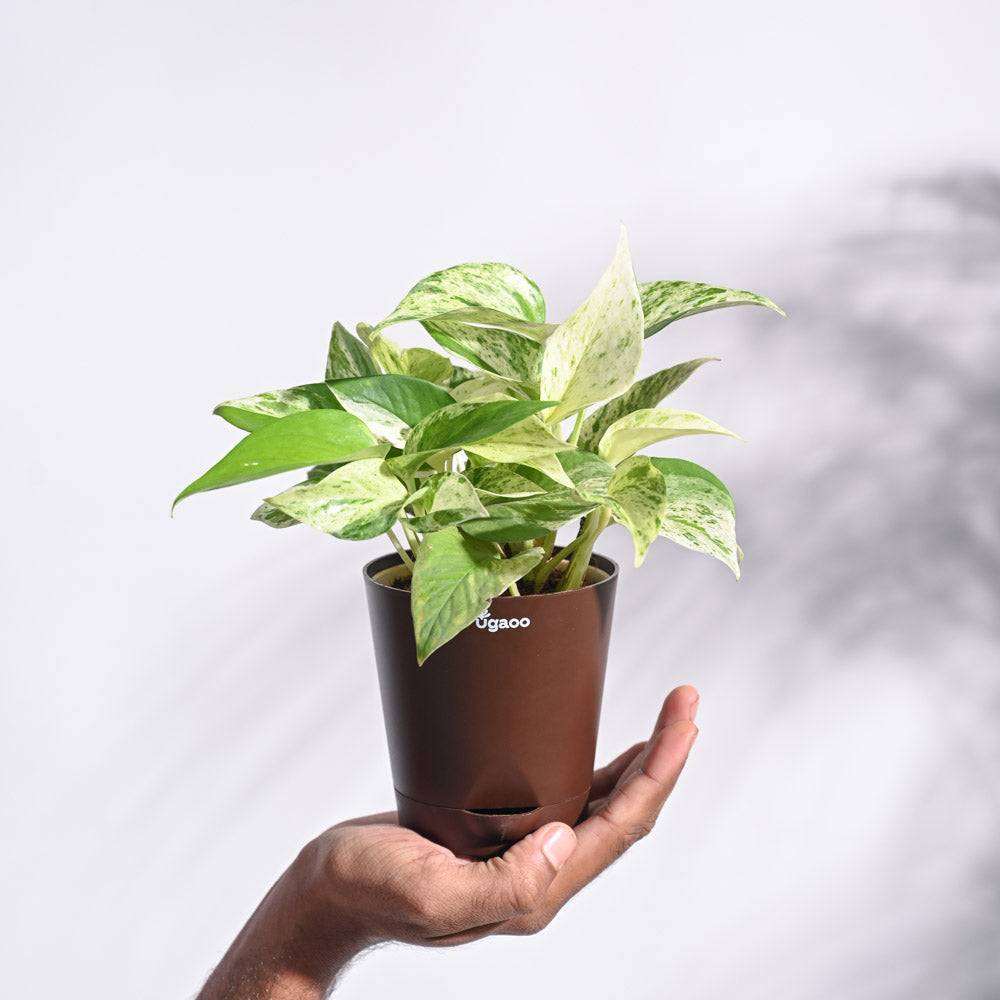 Money Plant Marble