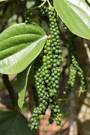 Hybrid Golmorich/Black Paper Spices Plant & Tree (1.5-3.5 Ft Height) For Your Sweet Home Garden Black Paper Good For Health (Pack Of 1) Buy @ ₹399