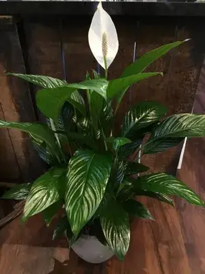 Hybrid Peace Lily Flower Plant With Amazing Fragrance For Your Sweet Home Decor/House Plant/Indoor Plant/Gardening, Peace lily Air Purifying Live Plant (Pack Of 1) Buy @ ₹399