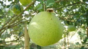 Hybrid Pomelo Fruit Live Plant & Tree For Home Gardening Batabi Labu/Pomelo Healthy Fruit Plant1.5-3.5 Ft Size (Grafted, Pack Of 1) Buy @ ₹499