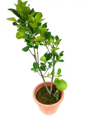 Hybrid Pomelo Fruit Live Plant & Tree For Home Gardening Batabi Labu/Pomelo Healthy Fruit Plant1.5-3.5 Ft Size (Grafted, Pack Of 1) Buy @ ₹499