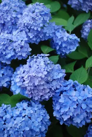Hydrangea Bey-Colour-1 Flower Plant For Bush/Shrub/Home Decoration/Gardening Beautiful Blue Hydrangea Flowering Live Plant (Pack Of 1) Buy @ ₹499