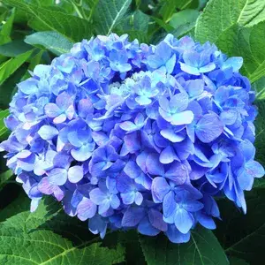 Hydrangea Bey-Colour-1 Flower Plant For Bush/Shrub/Home Decoration/Gardening Beautiful Blue Hydrangea Flowering Live Plant (Pack Of 1) Buy @ ₹499