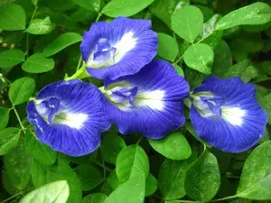 Aparajita Blue Flower Plant (1.5-3.5 Ft Height) For Shrub/Bush/Home Garden, Pack Of 1 Buy @ ₹499