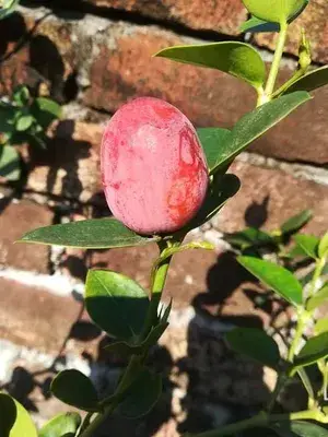 Thai Sweet Karonda Cherry Fruit, Carissa Carandas, Seedless Koromcha Air Layered Plant (Fruit After 6 Month) (Pack of1) Buy @ ₹499