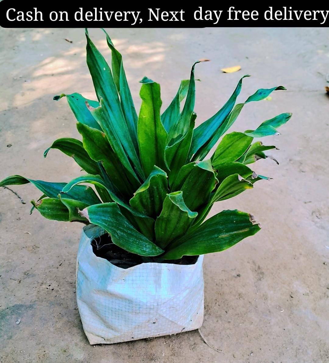Dracaena Compacta indoor plant in 6 inch nursery bag