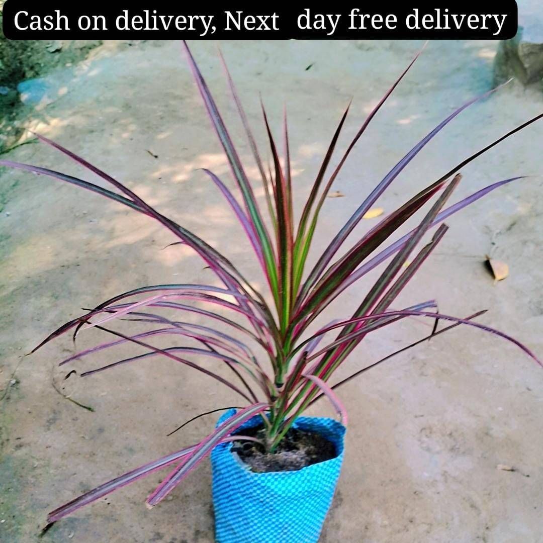 Dracena marginata tricolour plant in 5 inch polybag