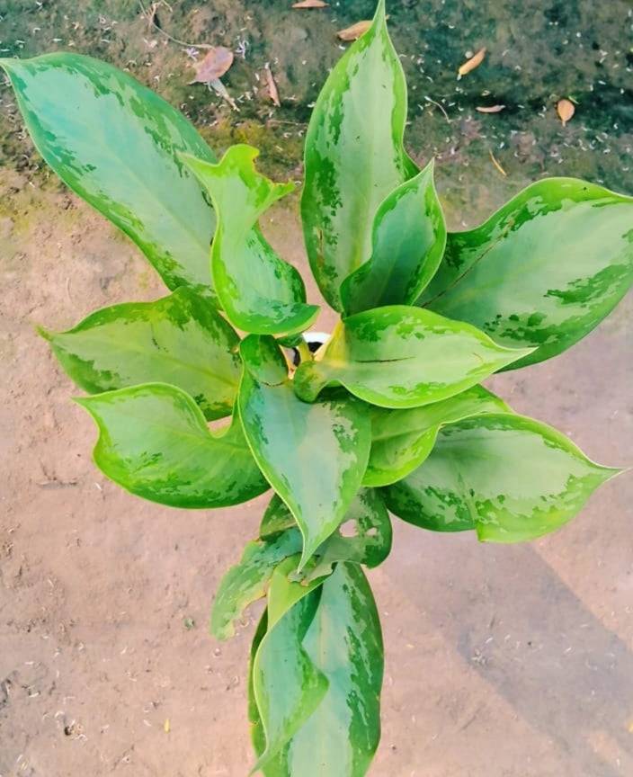 Aglaonema plant in 6 inch polybag