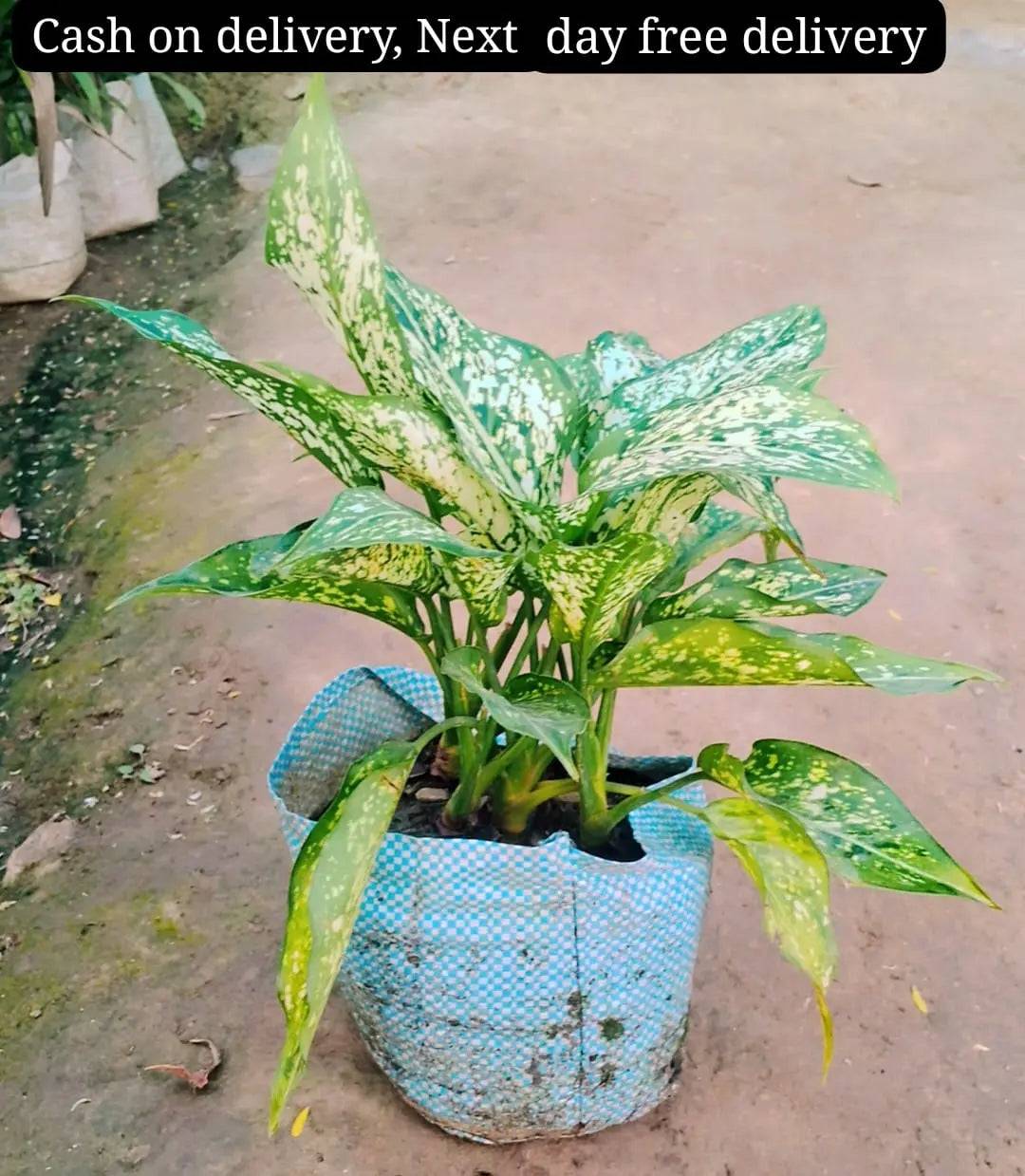 Aglaonima snow white plant in 7 inch polybag