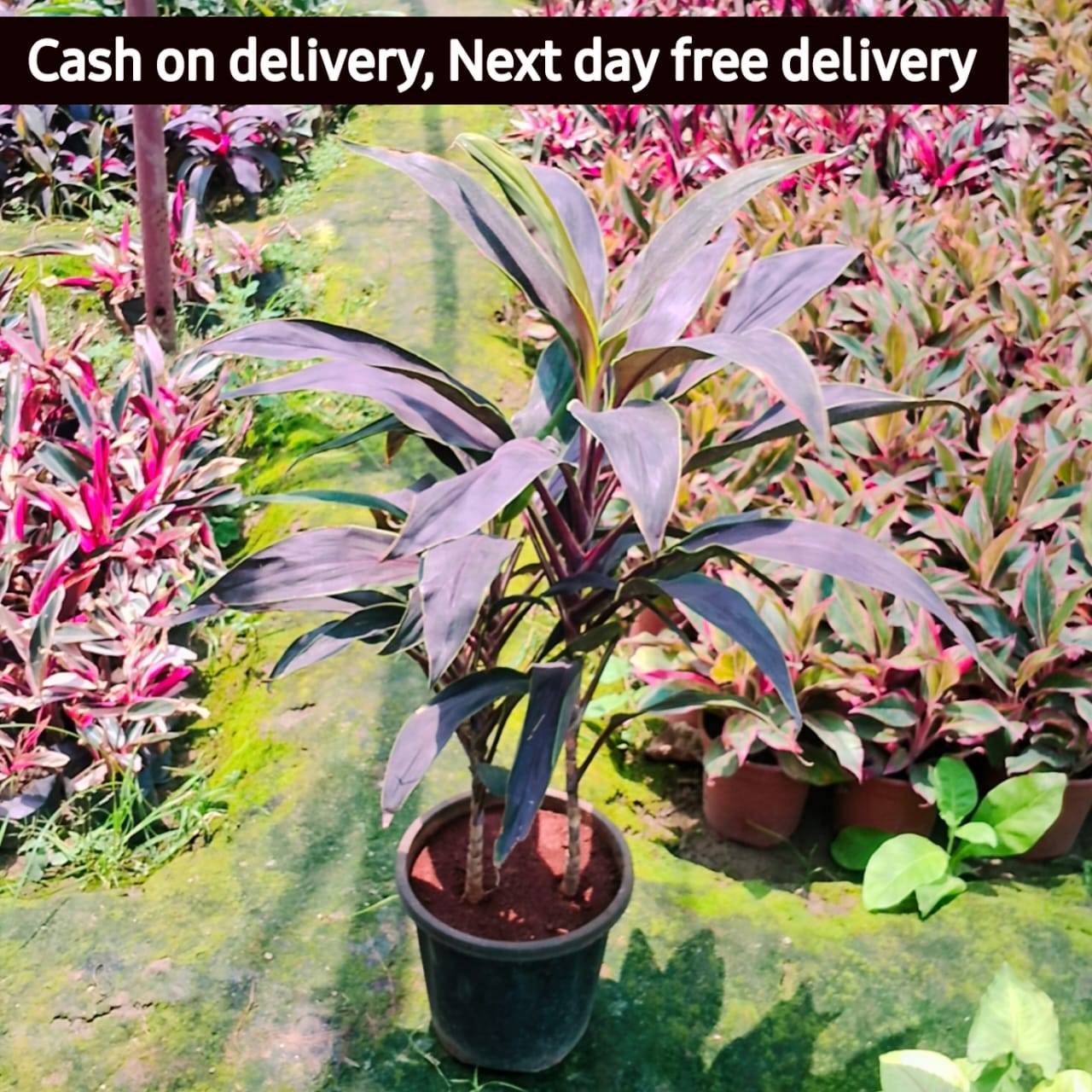 Dracaena hawaiian red plant in 8 inch nursery pot
