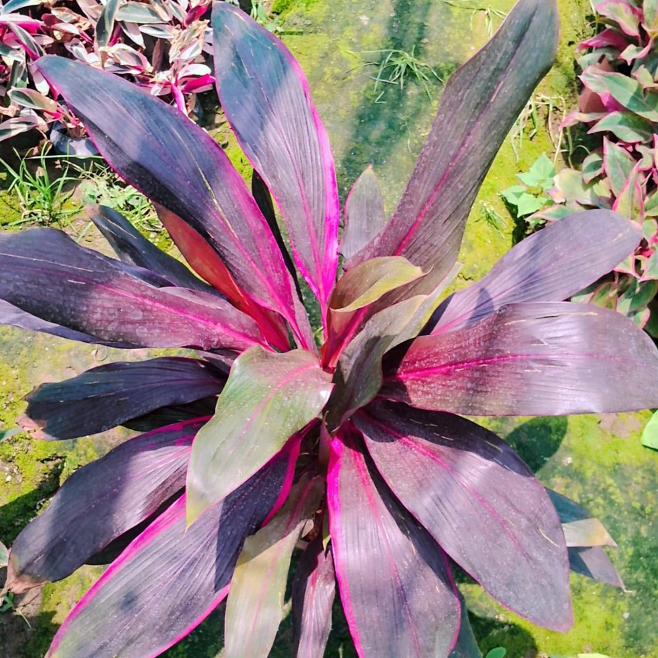 Dracaena red bird plant in 8 inch nursery pot