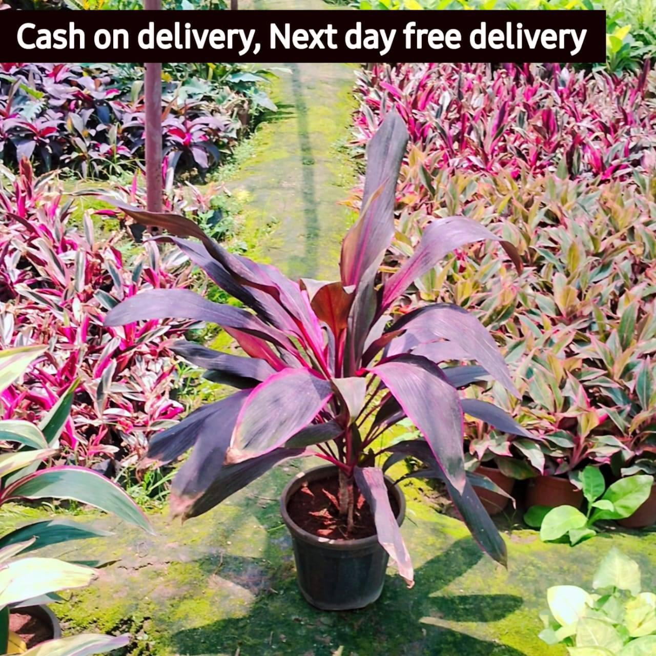 Dracaena red bird plant in 8 inch nursery pot