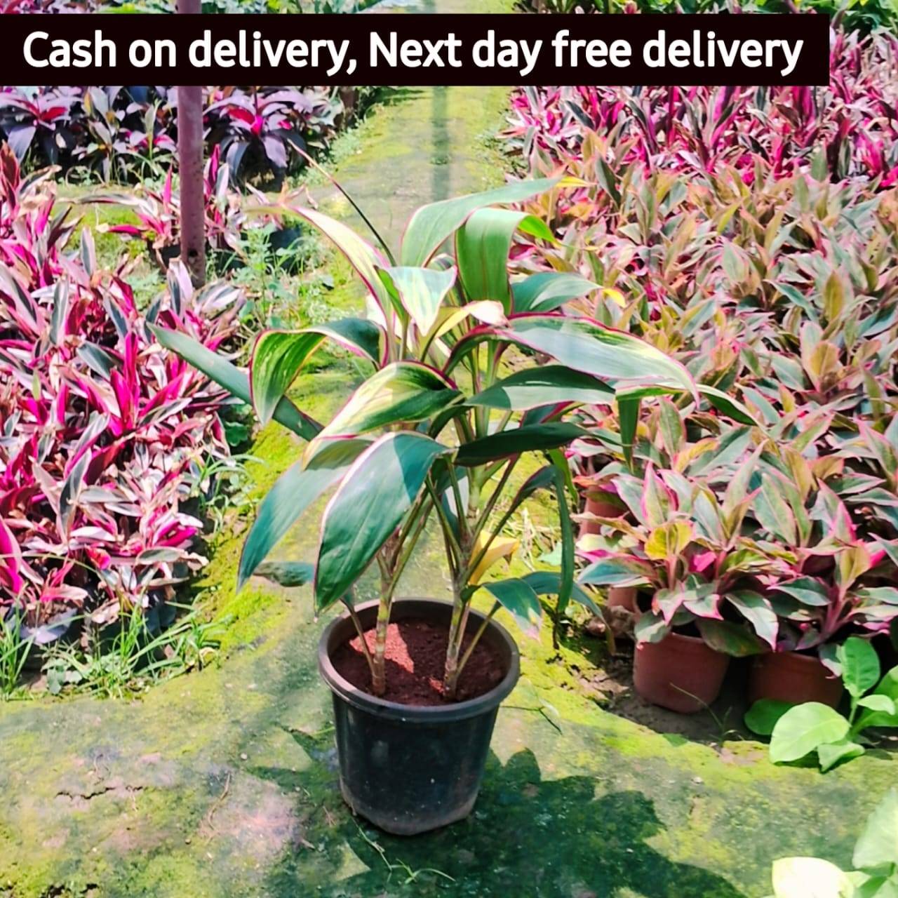 Dracaena oygencart plant in 8 inhc nursery pot