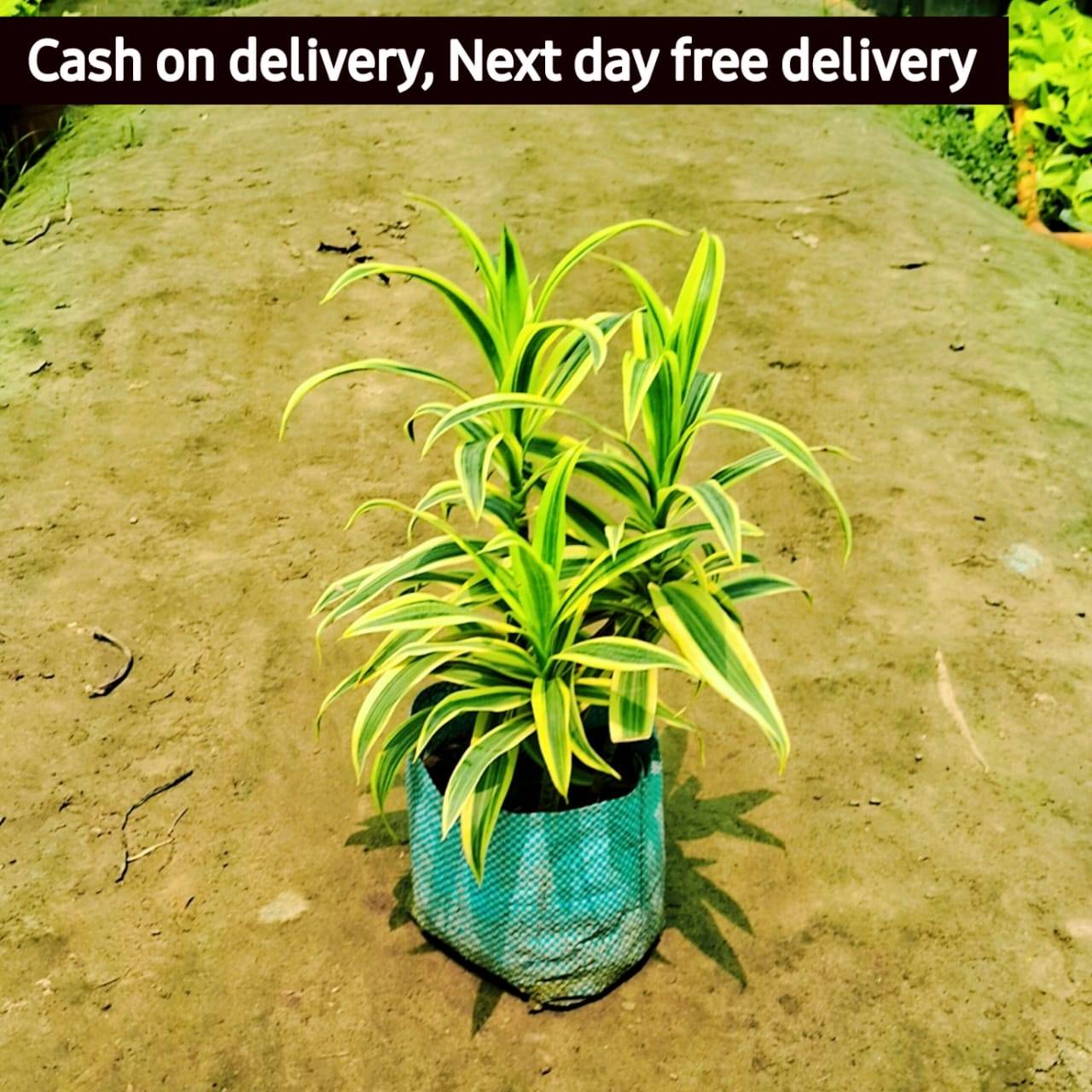 Dracaena  massenger plant in 8 inch nursery pot