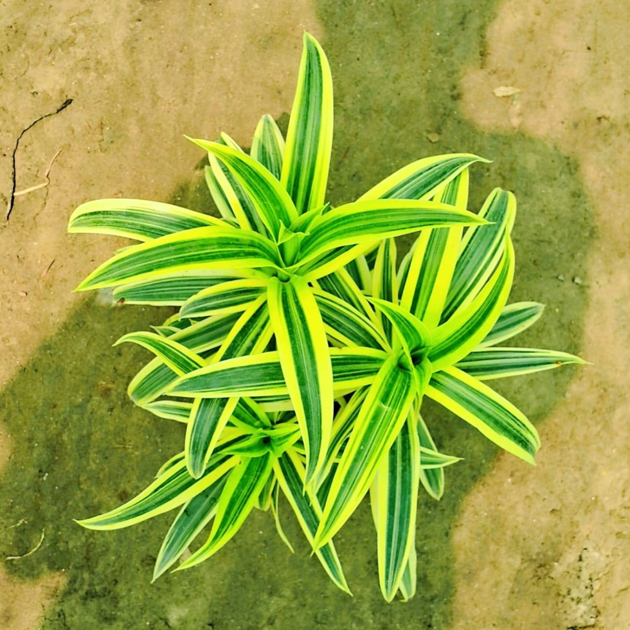 Dracaena  massenger plant in 8 inch nursery pot