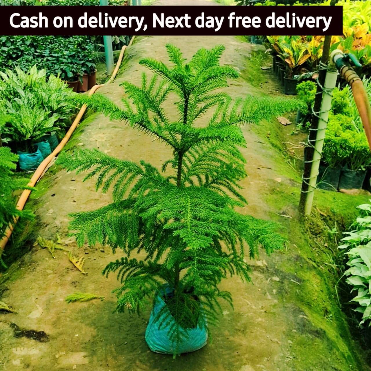 Christmas tree (Araucaria plant) in 8 inch nursery bag
