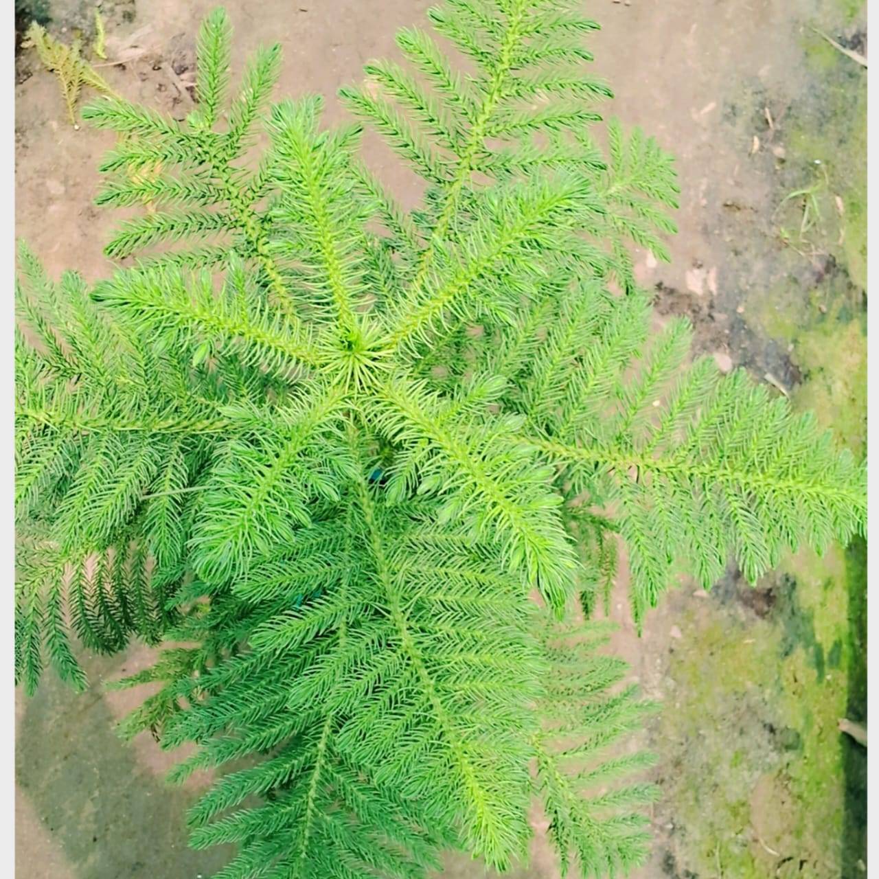 Christmas tree (Araucaria plant) in 8 inch nursery bag