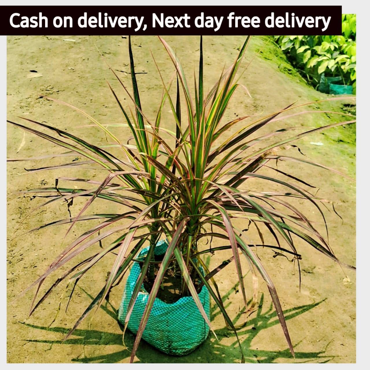 Dracaena angustifolia big  in 8 inch polybag