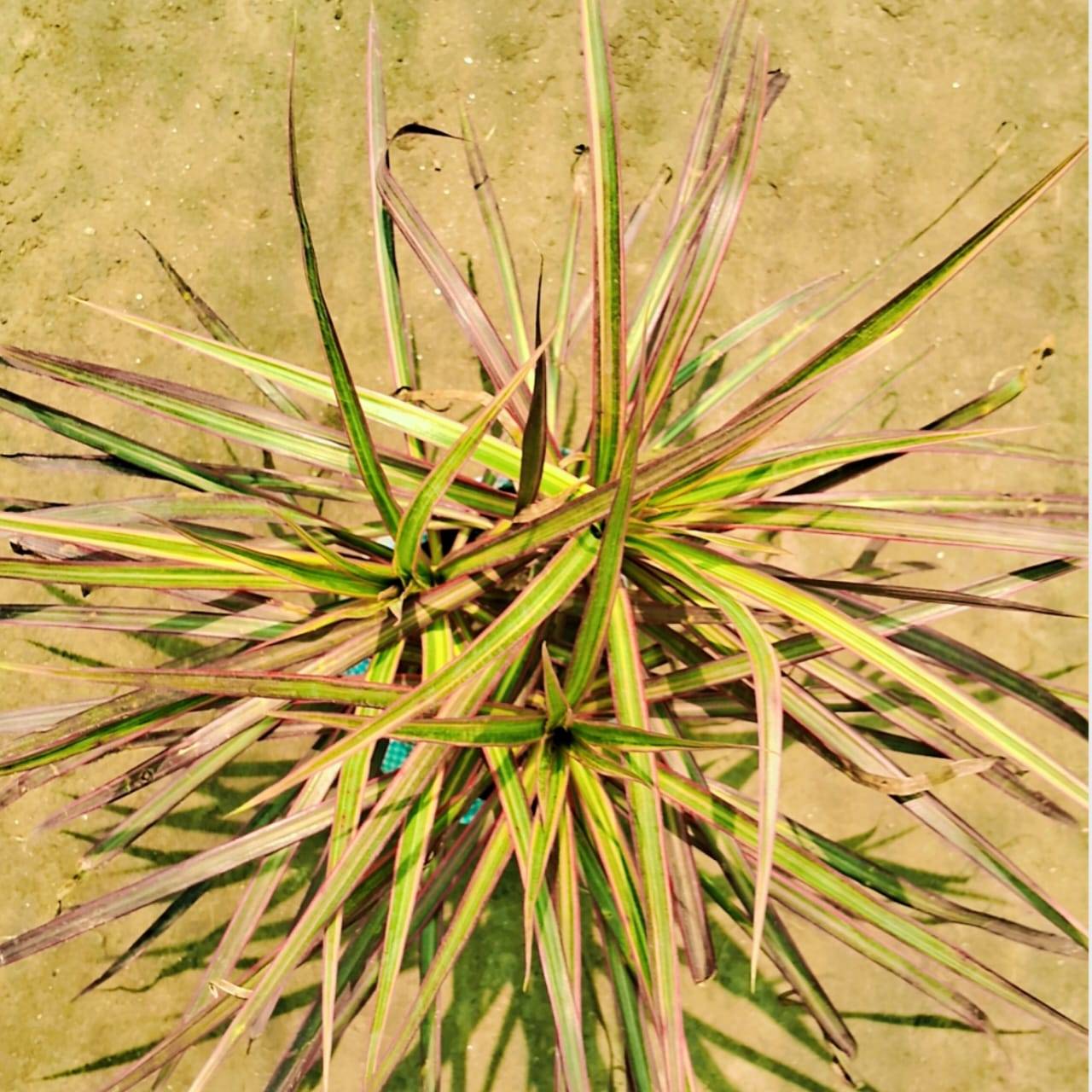 Dracaena angustifolia big  in 8 inch polybag